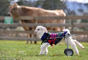 goat wheelchair